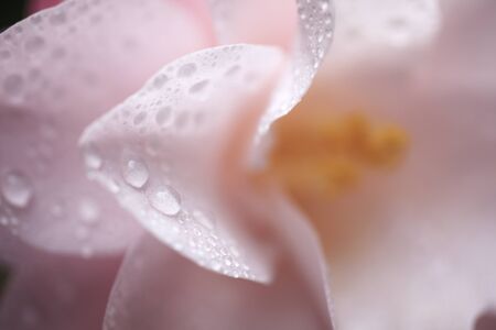 The water droplets camellia flowersの写真素材