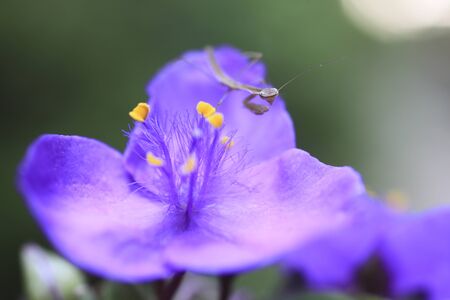 Flower children of the praying mantisの写真素材