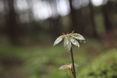 The drop of water to sprout of oak