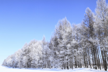 Rime iceの写真素材