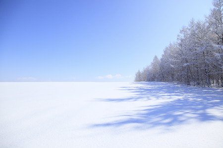 Trees with snowing and snow shadowの写真素材