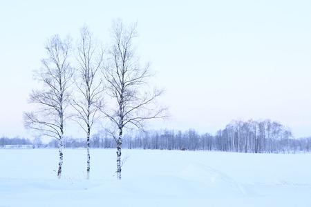 Morning snowの写真素材