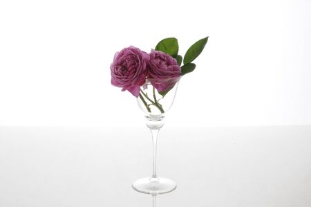 Roses Flower arrangementsの写真素材