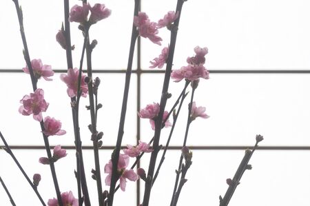 Peach flowers and Shojiの写真素材