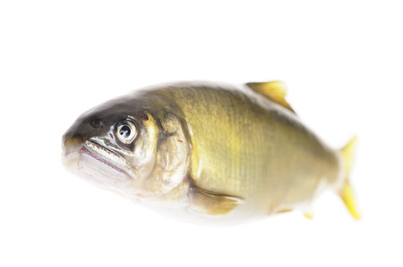 The Ayu in white backの写真素材