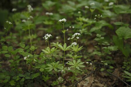 Woodruff car rose of Sharonの写真素材