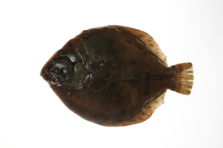 The turbot in white back