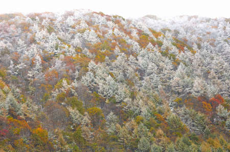 Fog and foliageの写真素材