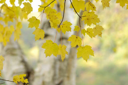 Maple leavesの写真素材