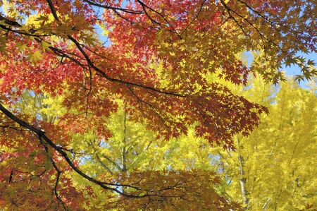 Mapleの写真素材