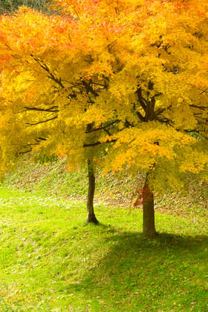 Maple