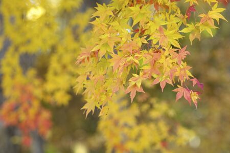 Maple