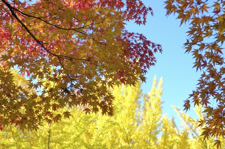 Maple
