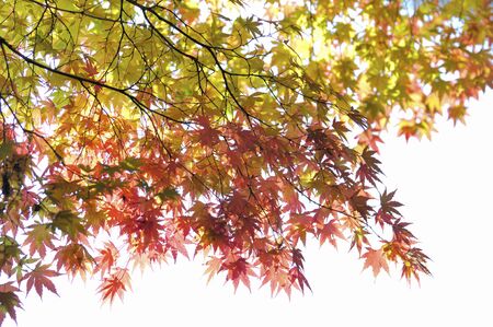 Mapleの写真素材