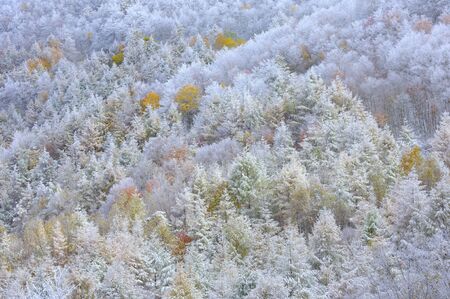 Rime iceの写真素材