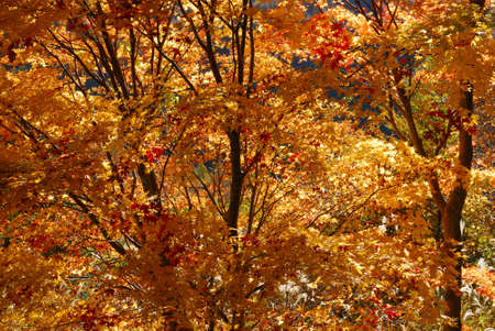 Autumn leaves