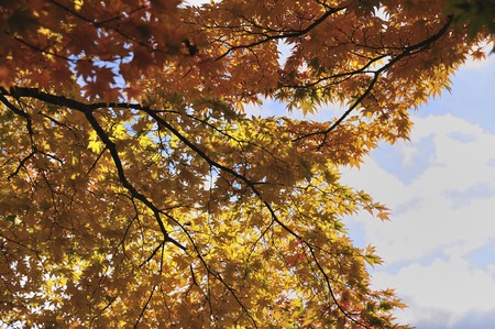 Autumn leaves
