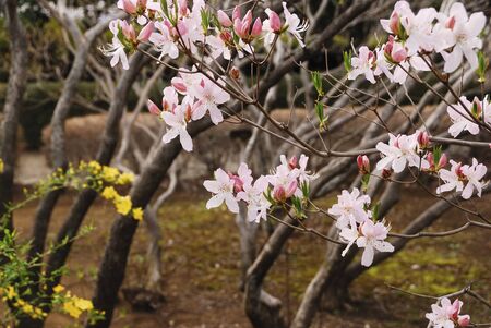 Azaleaの写真素材