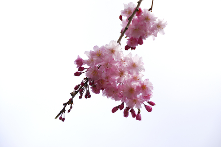 Weeping cherry treeの写真素材