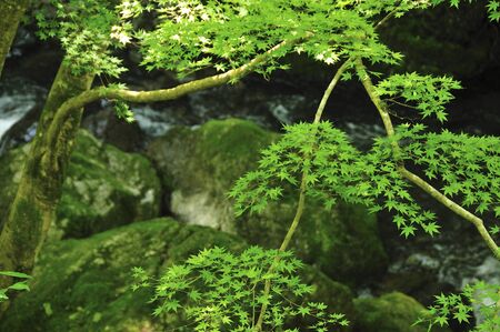 Fresh green mountainの写真素材