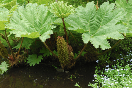 Onibukiの写真素材