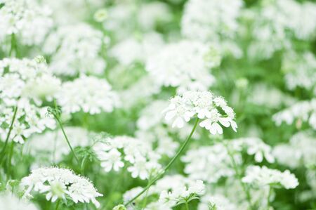 Lace flowerの写真素材