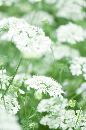 Lace flowerの写真素材