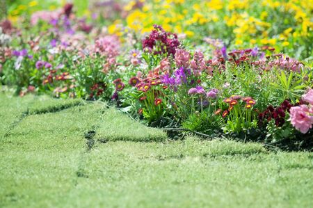 Spring flowerbedの写真素材