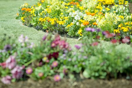 Spring flowerbedの写真素材