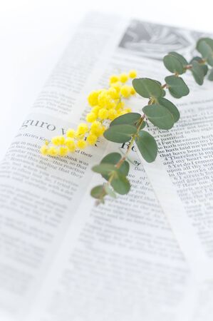 Eucalyptus and mimosa and Booksの写真素材