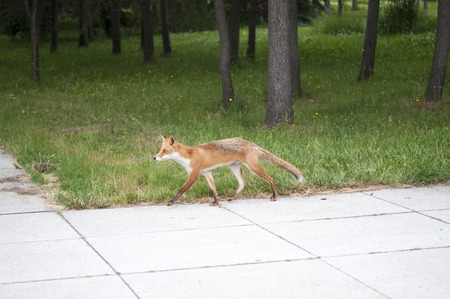 Fox walking in the park
