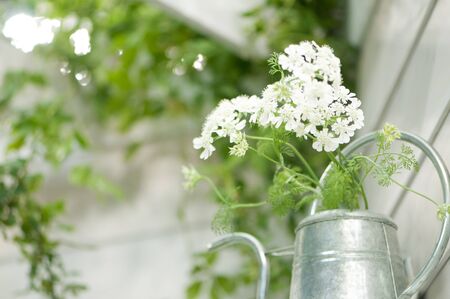 Lace Flower go to wateringの写真素材