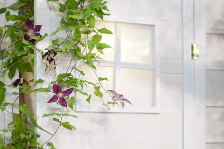 Clematis that bloom in front of the entranceの写真素材