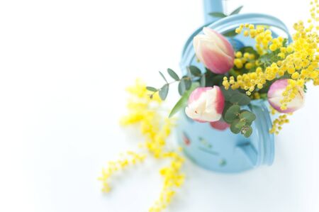 Tulip and Mimosa.の写真素材