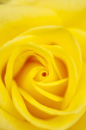 Yellow rosesの写真素材
