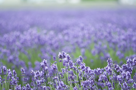 Furano Lavenderの写真素材