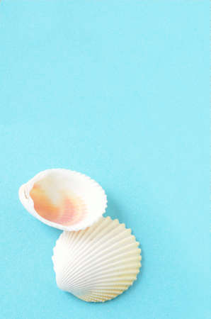 Shells taken with blue backgroundの写真素材