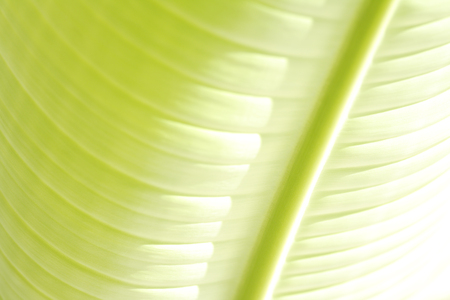 It leaves ravenalaの写真素材