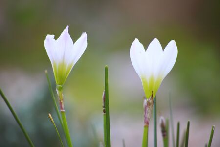 Colchicumの写真素材