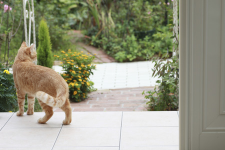 Brown tabby catの写真素材