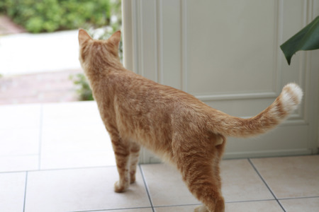 Brown tabby catの写真素材