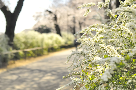 Spiraea thunbergii and cherry tree roadside treesの写真素材
