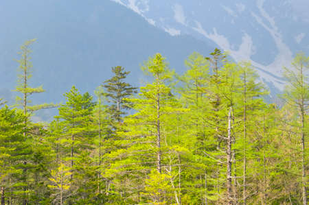 Fresh on the Highlandsの写真素材