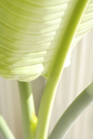 It leaves ravenalaの写真素材