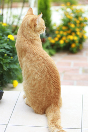 Brown tabby catの写真素材