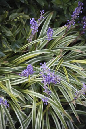 Liriope muscariの写真素材