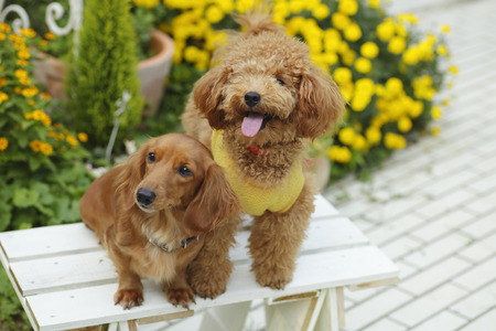 In the garden's good friend toy poodles and dachshunds