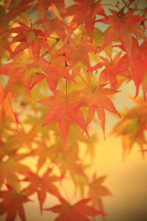 Maple leaves