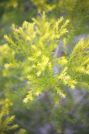 Coniferの写真素材