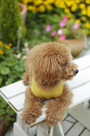 Toy poodle's background is yellow flowers for your gardenの写真素材